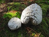 Calvatia sculpta image
