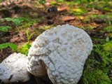 Calvatia sculpta image