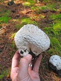 Calvatia sculpta image