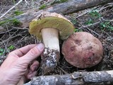Boletus rex-veris image