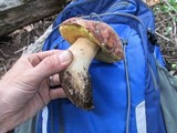 Boletus rex-veris image
