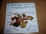Pholiota subochracea image