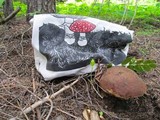 Boletus rex-veris image