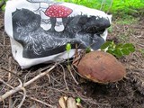 Boletus rex-veris image