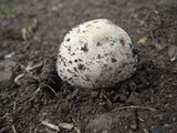 Agaricus bitorquis image