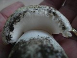 Agaricus bitorquis image