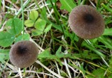 Entoloma leochromus image