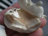 Agaricus bitorquis image