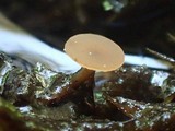 Rutstroemia calopus image