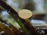 Rutstroemia calopus image