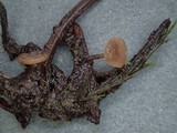 Rutstroemia calopus image