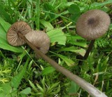 Entoloma leochromus image