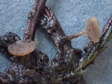 Rutstroemia calopus image