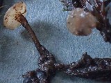 Rutstroemia calopus image