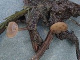 Rutstroemia calopus image