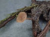 Rutstroemia calopus image