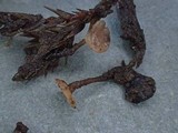 Rutstroemia calopus image