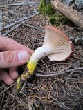 Gomphidius subroseus image