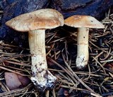 Cortinarius flavobasilis image