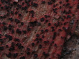 Patinellaria sanguinea image