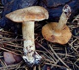 Cortinarius flavobasilis image