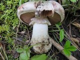 Agaricus amicosus image