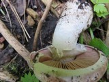 Agaricus amicosus image