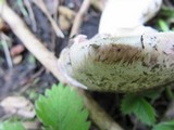 Agaricus amicosus image