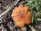 Rhodocybe nitellina image