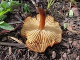 Rhodocybe nitellina image