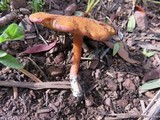 Rhodocybe nitellina image