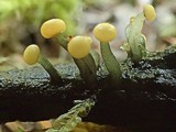 Vibrissea truncorum image