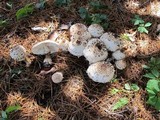 Chlorophyllum rachodes image