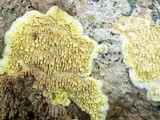 Flavodon flavus image