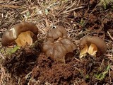 Gyromitra californica image