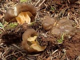 Gyromitra californica image