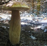 Boletus chippewaensis image