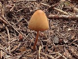 Conocybe tenera image