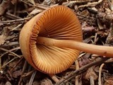 Conocybe tenera image