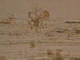 Conocybe tenera image