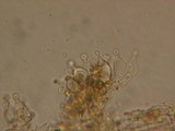Conocybe tenera image