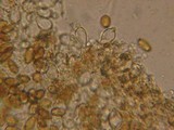 Conocybe tenera image