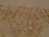 Conocybe tenera image