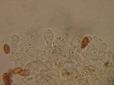 Conocybe tenera image
