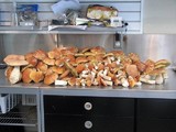 Boletus chippewaensis image