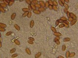 Conocybe tenera image