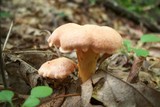 Cantharellus persicinus image