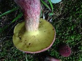 Boletochaete bicolor image