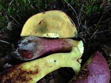 Boletochaete bicolor image