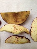 Boletochaete bicolor image